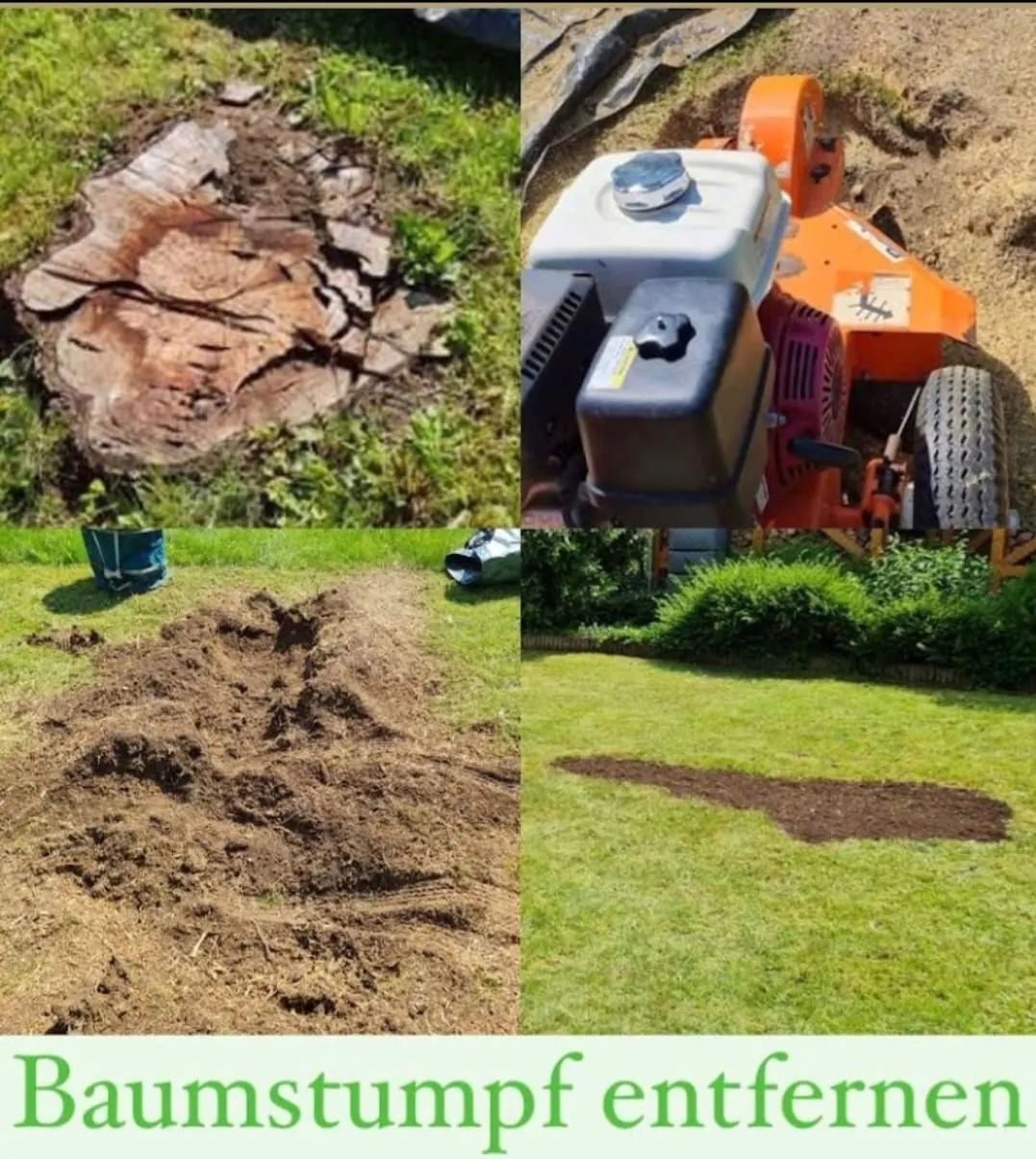 Baumstumpf entfernen mit Stubbenfräse