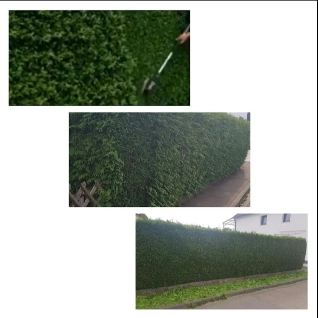 Hecke vor, während und nach dem Rückschnitt