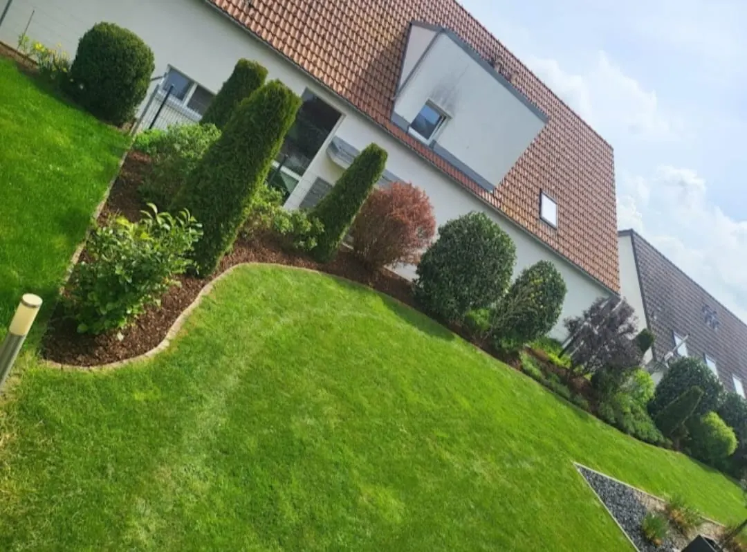 Gepflegter Rasen mit geschnittenen Formgehölzen am Haus